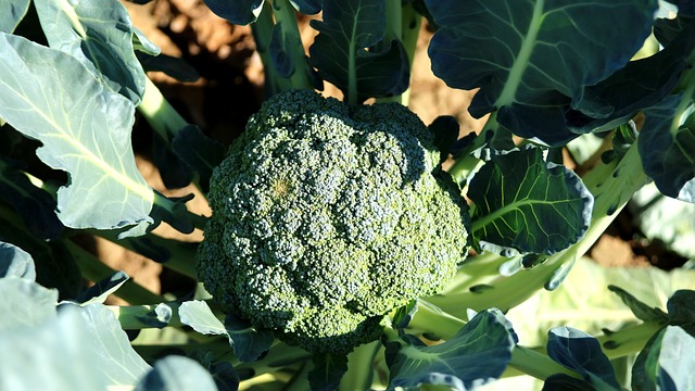 Brocoli x kg (1kg)