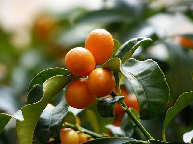 Quinoto (1KG)