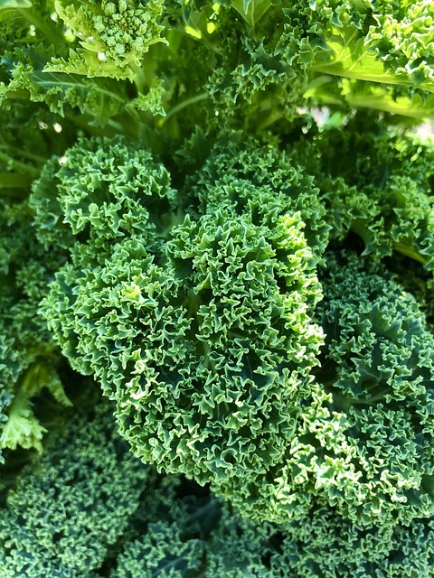 Kale x atado (1u)