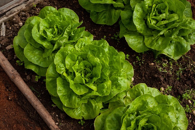 Lechuga (500GR)