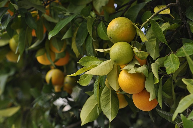 Naranja (1KG)