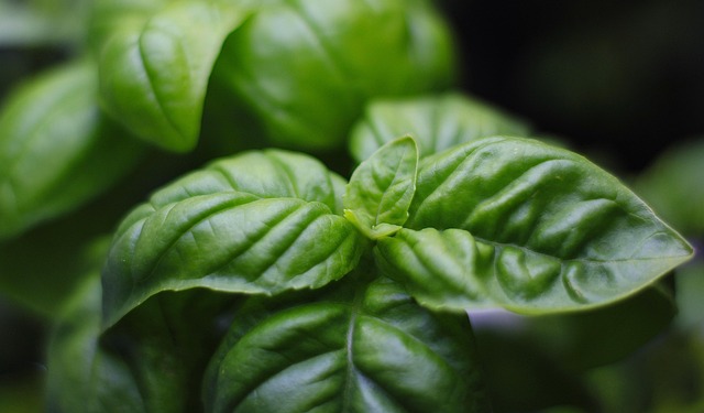 Albahaca x atado (1u)