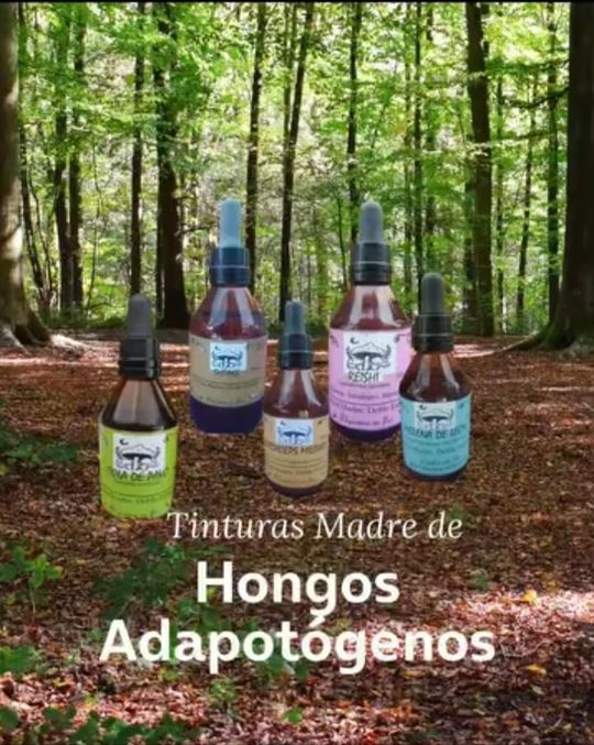Tintura madre: Cordyceps militaris (60cc)