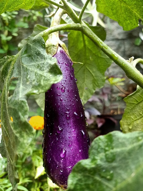 Berenjena (500gr)