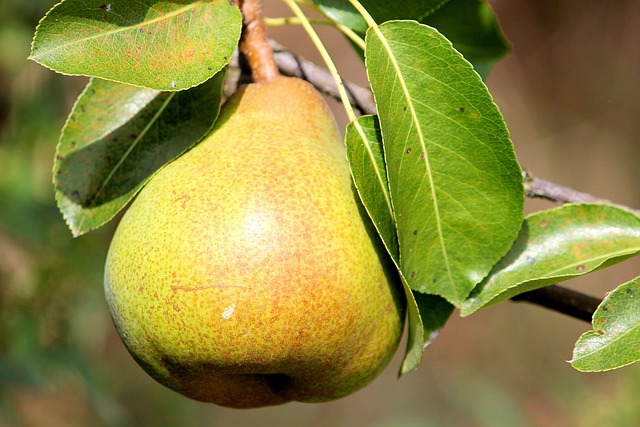 Pera (1kg)