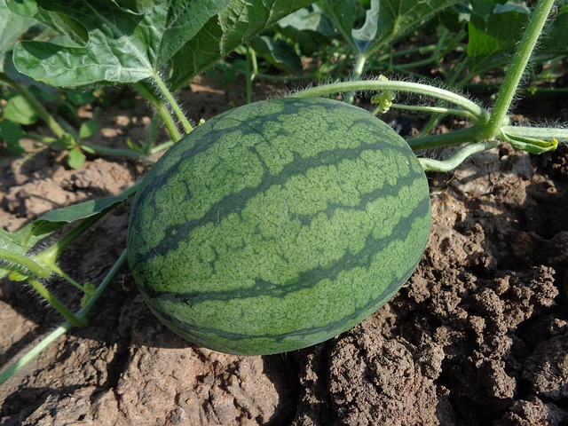 Sandia (1,5 kg aprox) Fraccionada (1u)