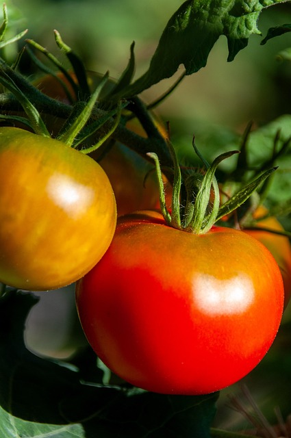 Tomate (500gr)